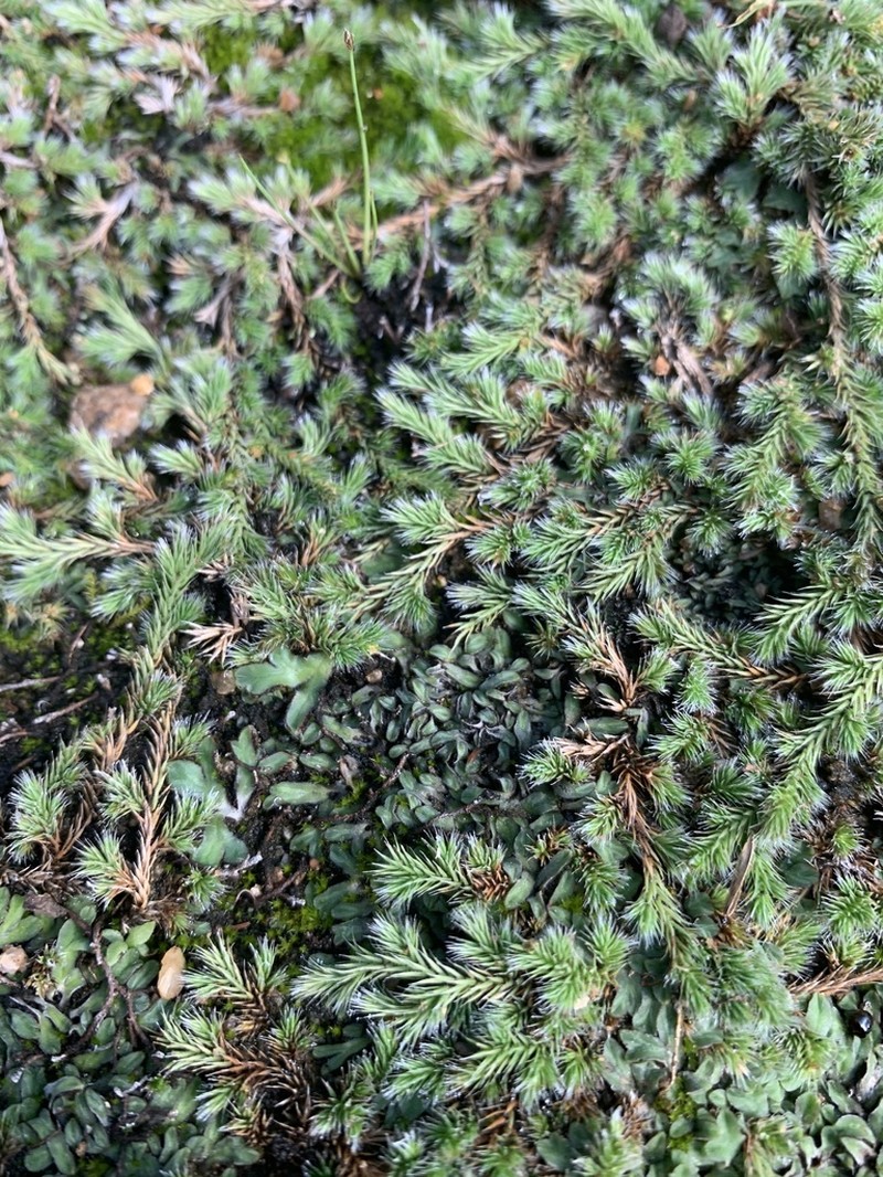 Selaginella nivea photo 8