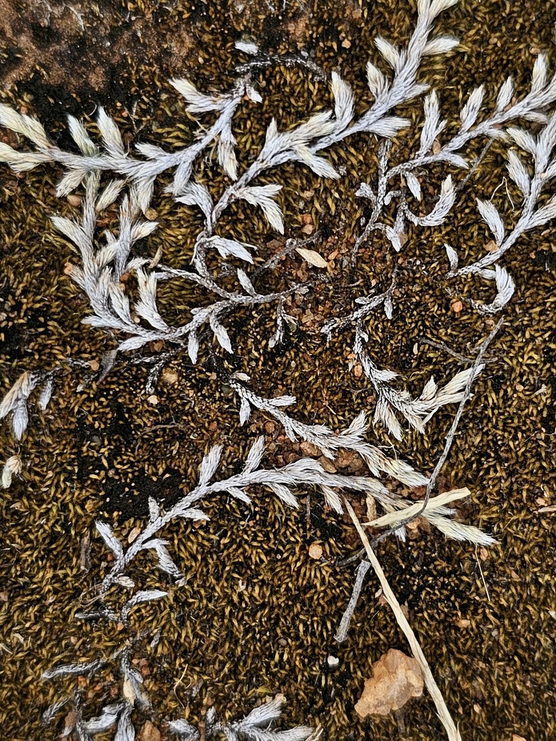 Selaginella nivea subsp. nivea