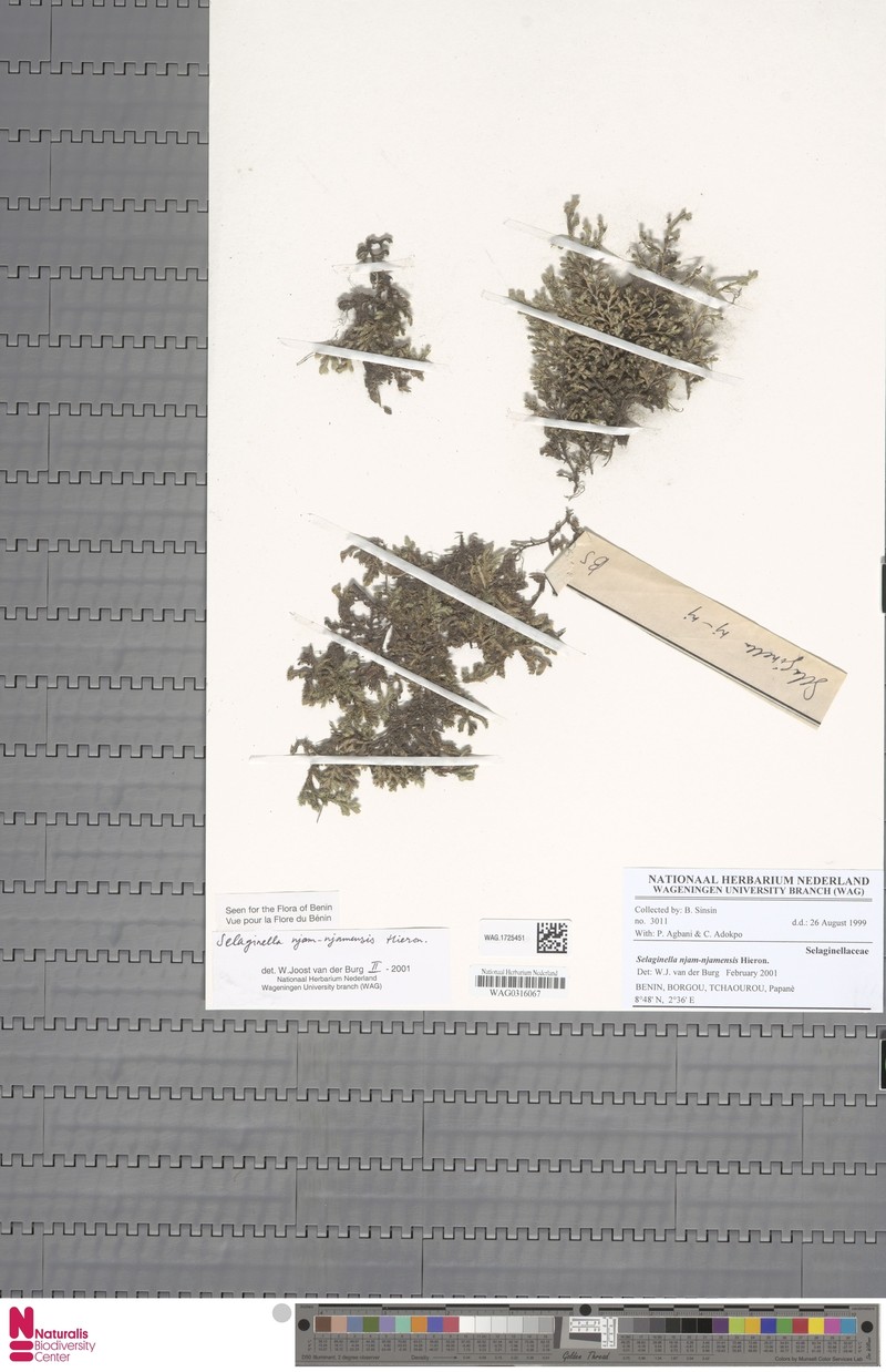 Selaginella njamnjamensis