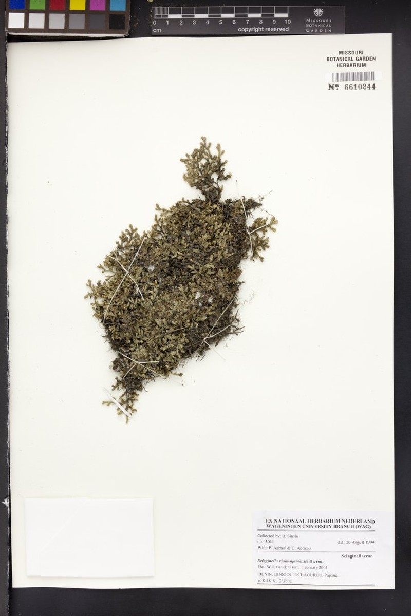 Selaginella njamnjamensis photo 2