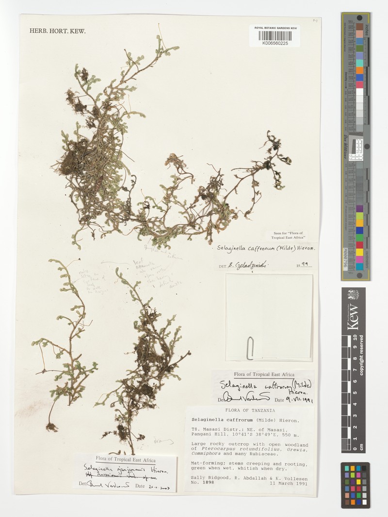 Selaginella njamnjamensis photo 3