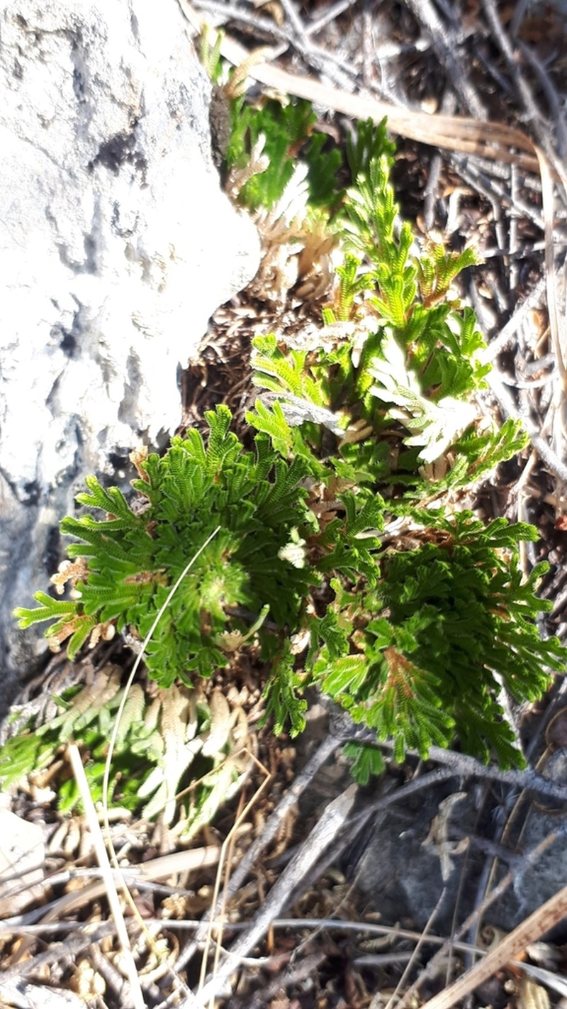Selaginella nothohybrida photo 2