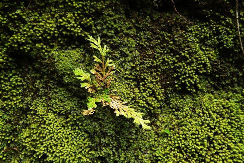 Selaginella nothohybrida photo 3