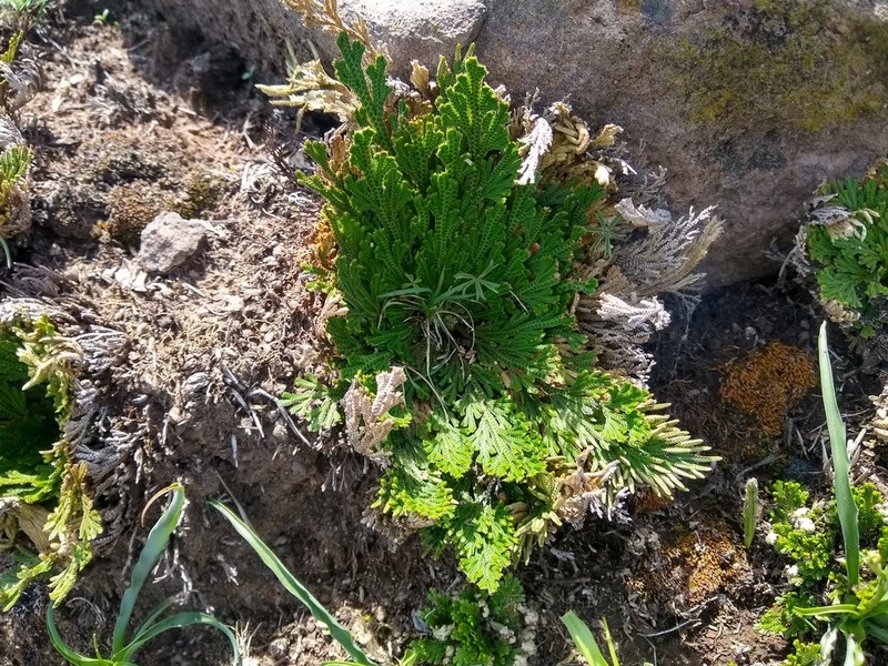 Selaginella nothohybrida photo 4