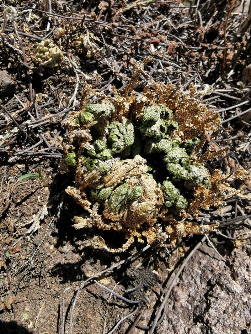 Selaginella nothohybrida photo 6