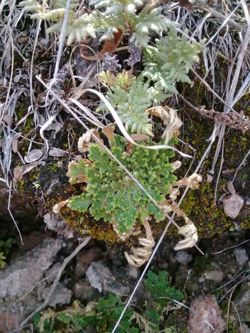 Selaginella nothohybrida photo 7
