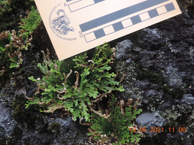Selaginella nothohybrida photo 8