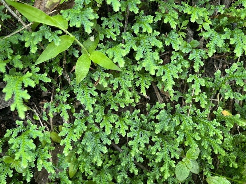 Selaginella novae-hollandiae