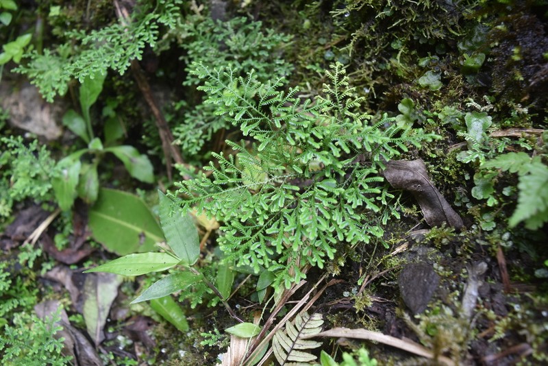 Selaginella novae-hollandiae photo 2