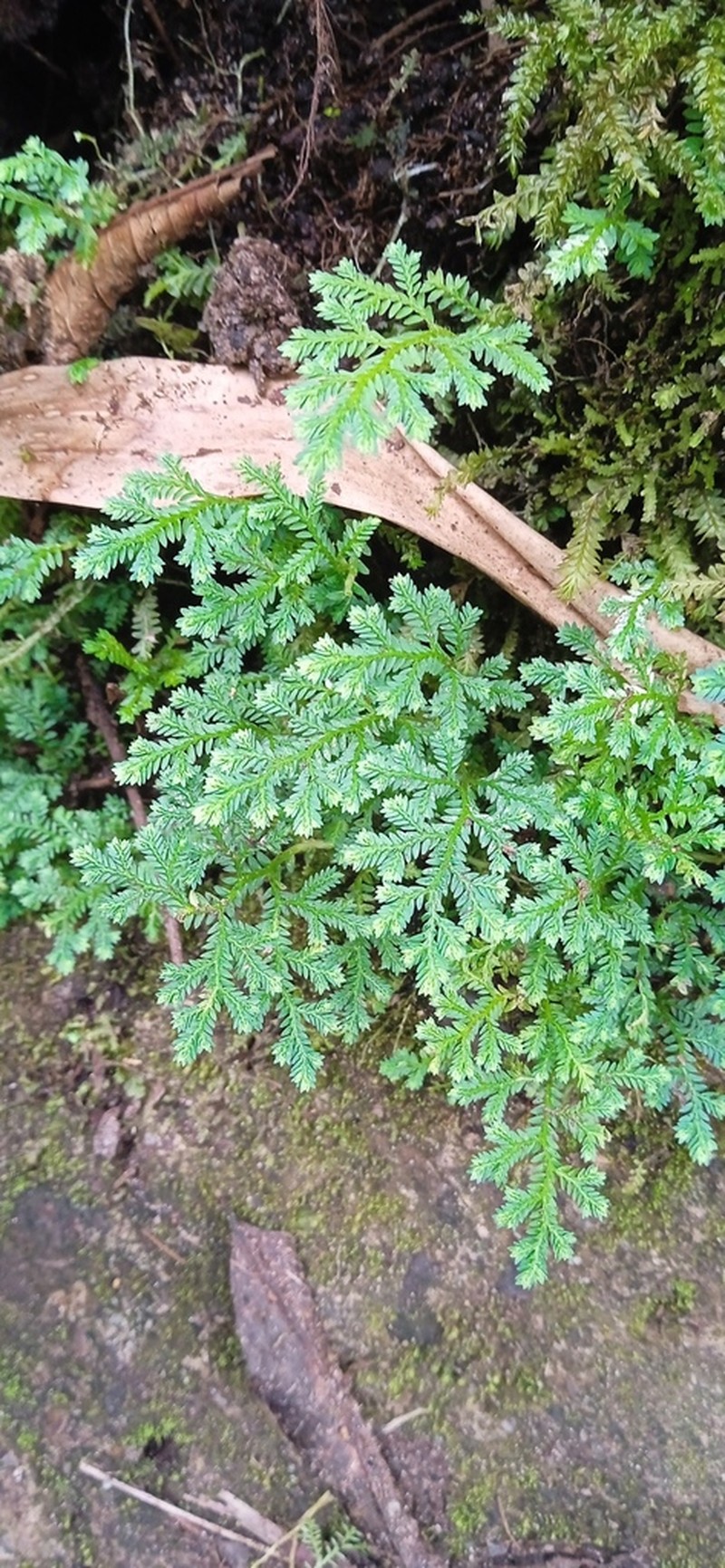 Selaginella novae-hollandiae photo 3