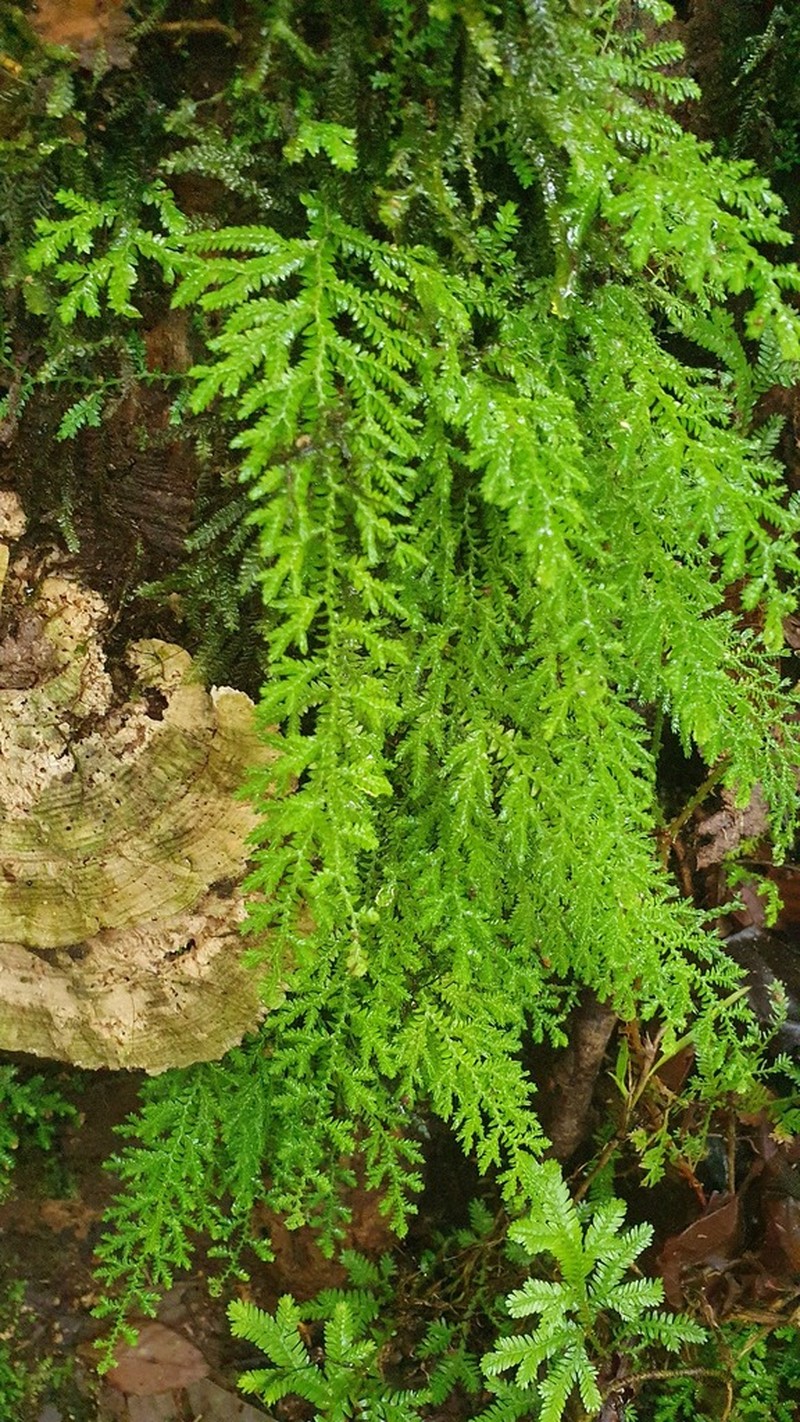 Selaginella novae-hollandiae photo 4