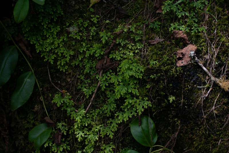 Selaginella novae-hollandiae photo 5