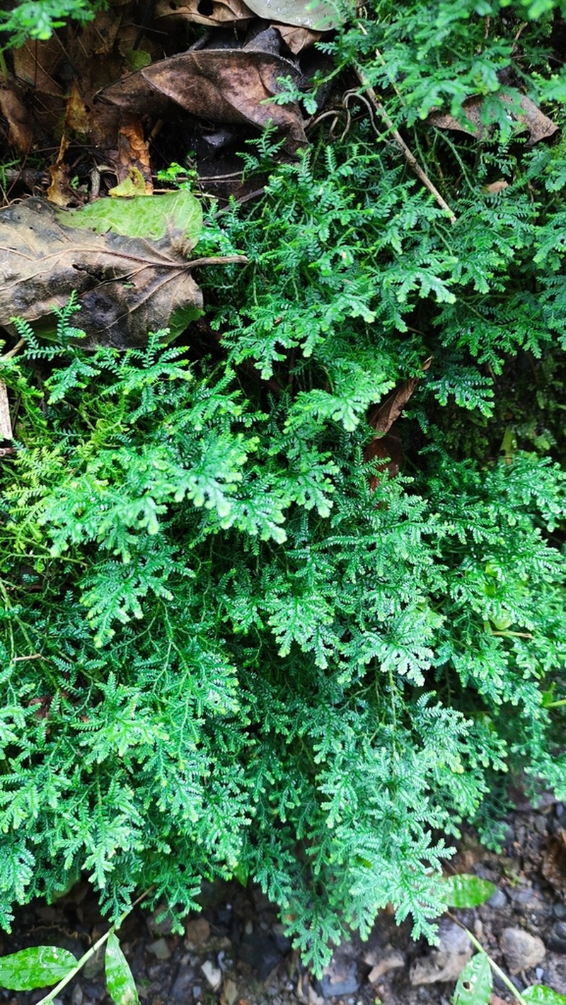 Selaginella novae-hollandiae photo 6