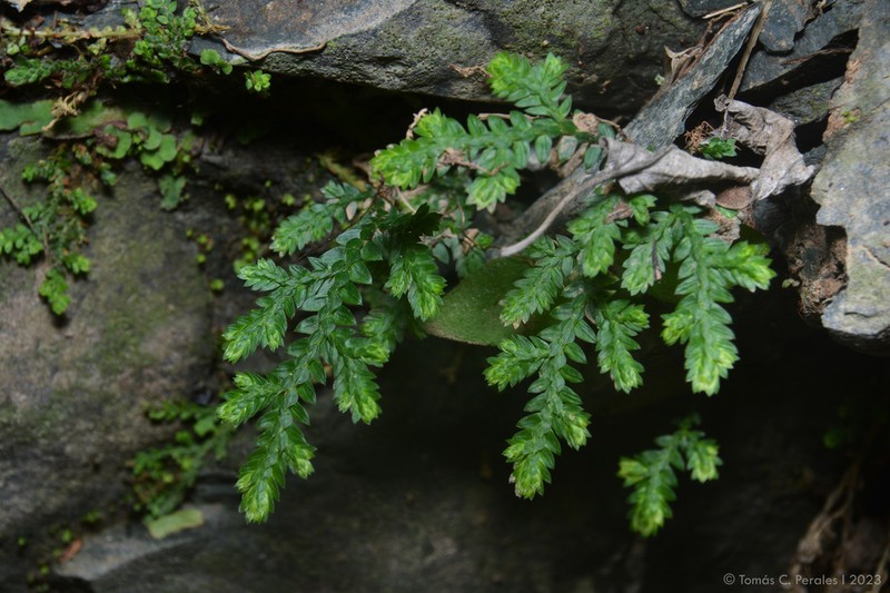 Selaginella novae-hollandiae photo 7