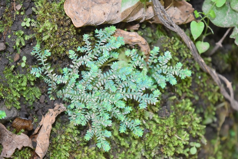 Selaginella novae-hollandiae photo 8