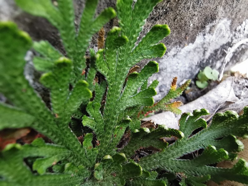 Selaginella novoleonensis photo 2