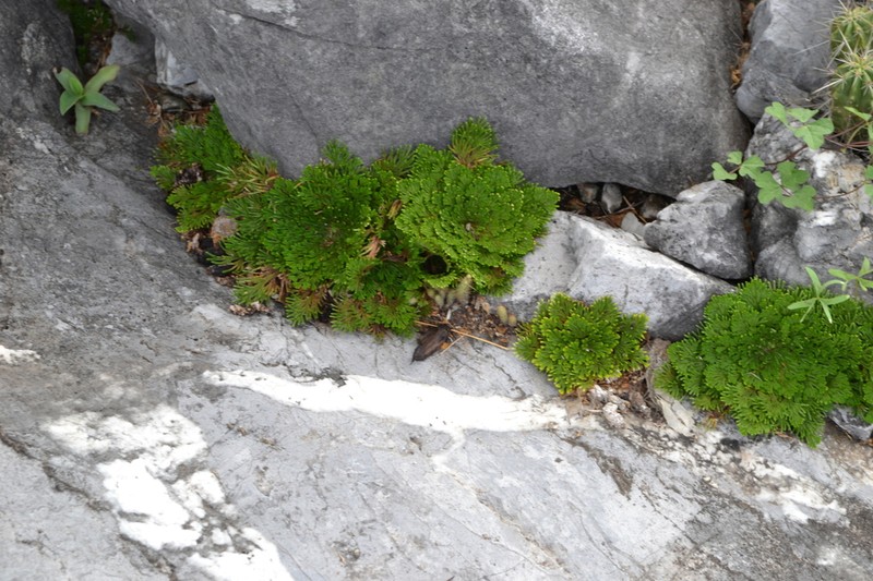 Selaginella novoleonensis photo 3