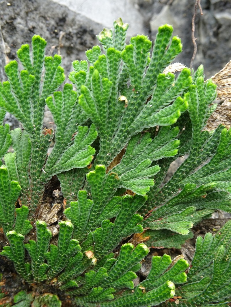 Selaginella novoleonensis photo 4