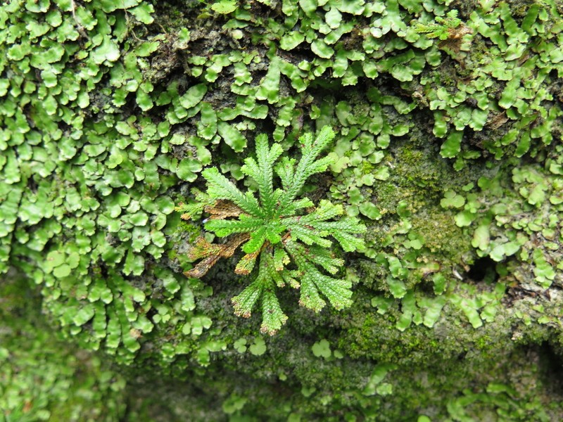 Selaginella novoleonensis photo 5