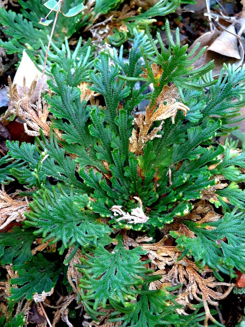 Selaginella novoleonensis photo 6