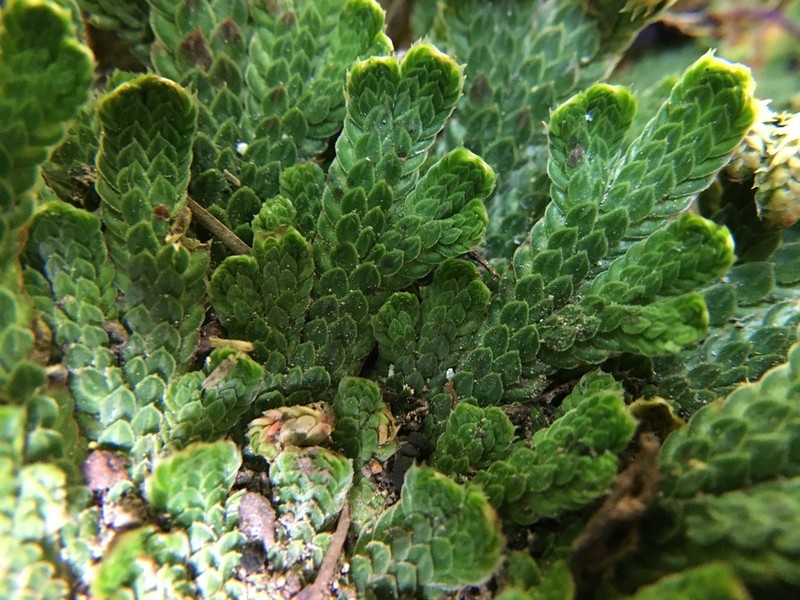 Selaginella novoleonensis photo 7