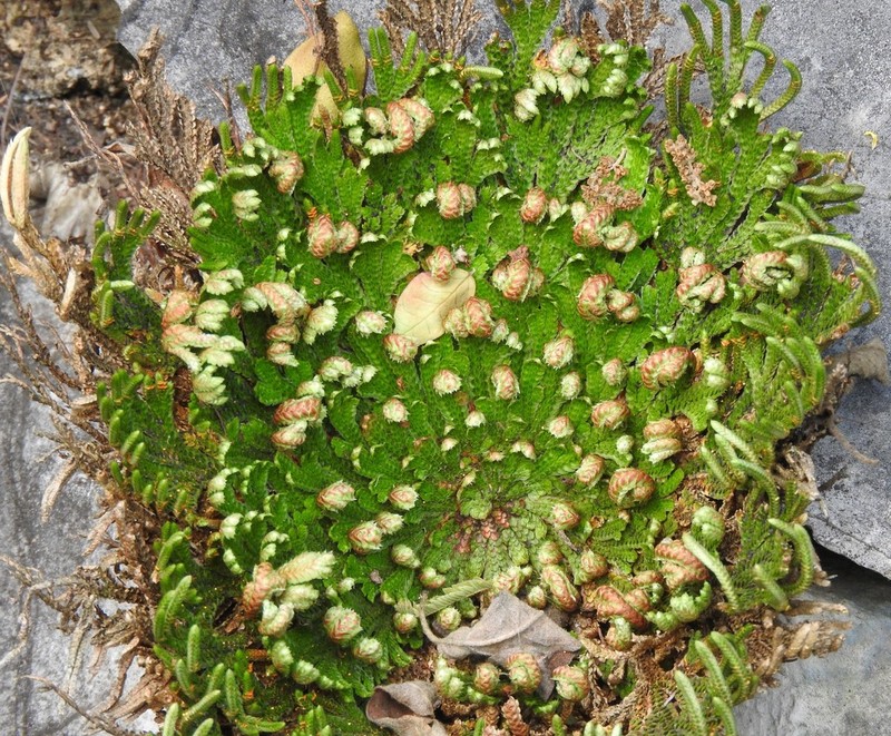 Selaginella novoleonensis photo 8