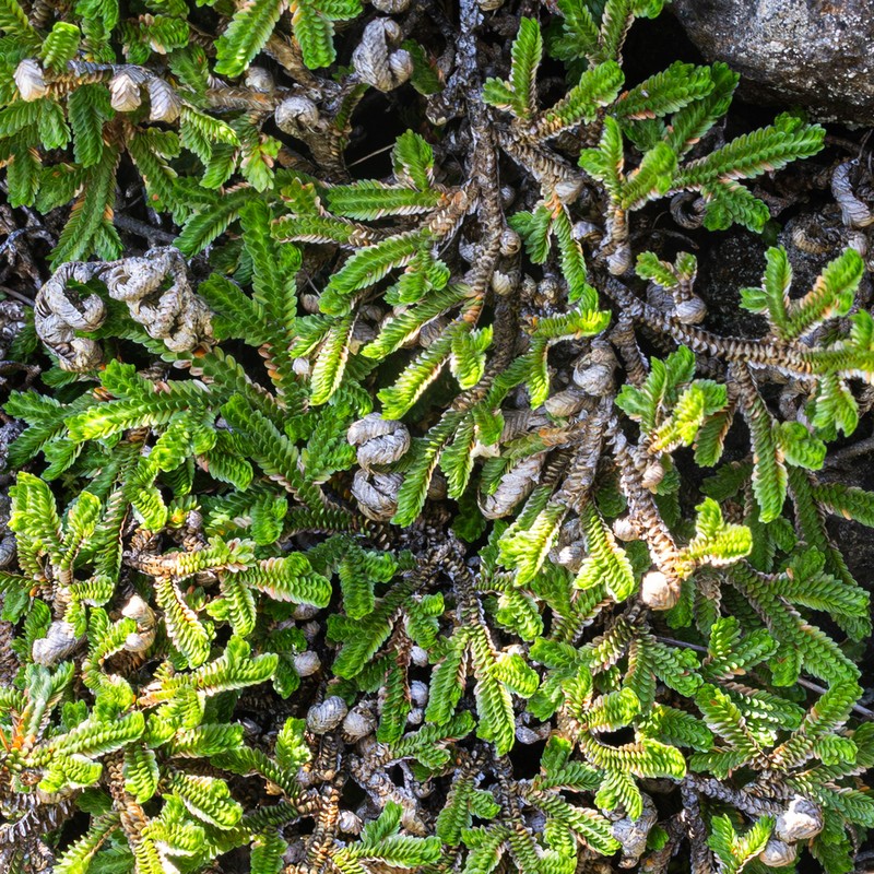 Selaginella nubigena