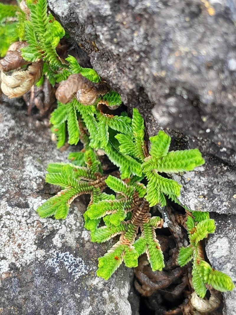 Selaginella nubigena photo 2