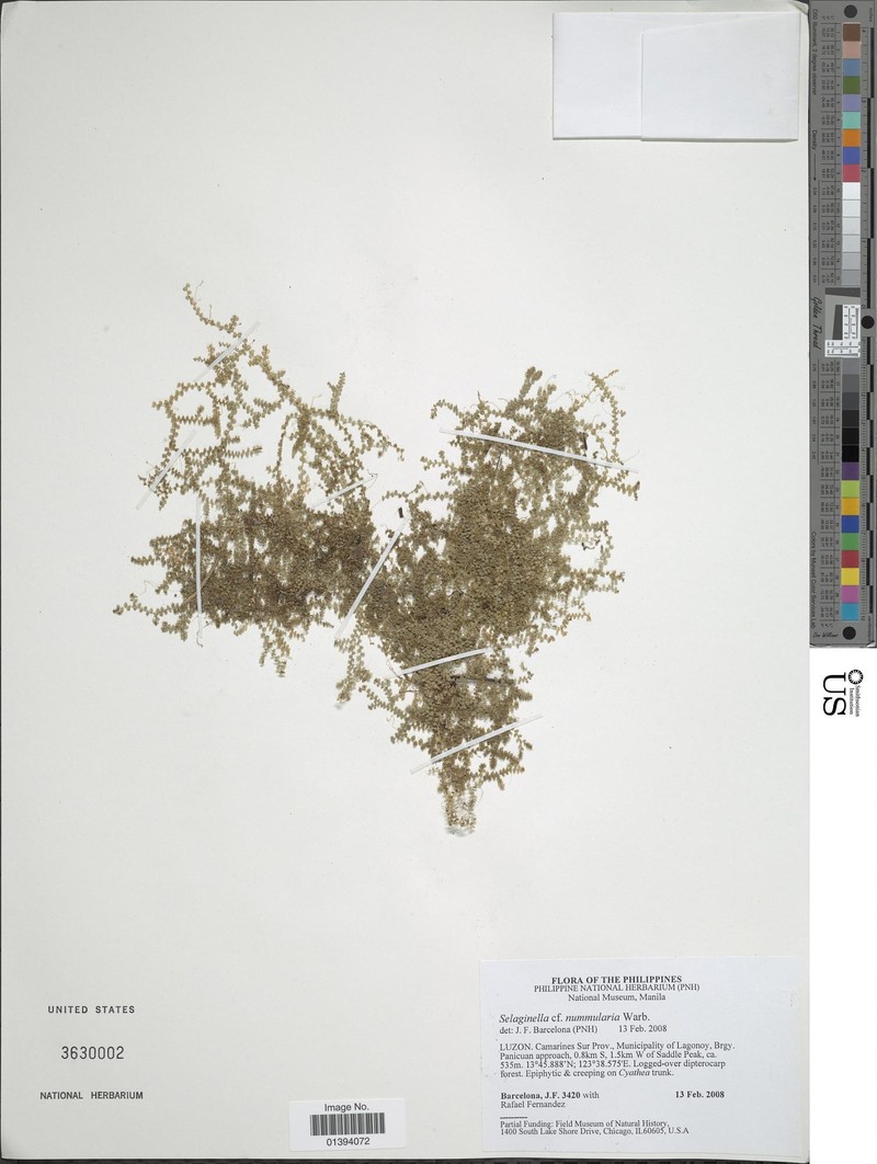 Selaginella nummularia