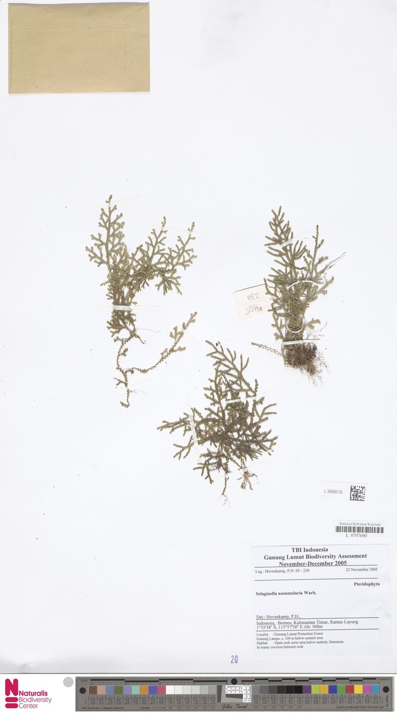 Selaginella nummularia photo 2