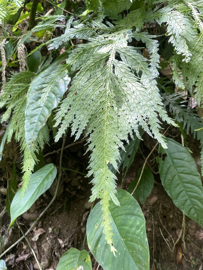 Selaginella oaxacana