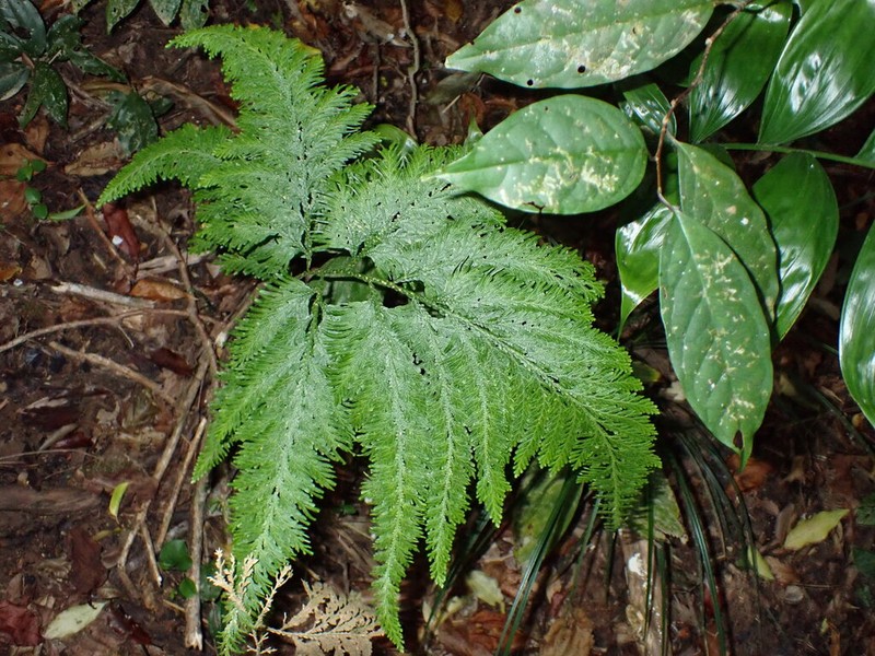 Selaginella oaxacana photo 2