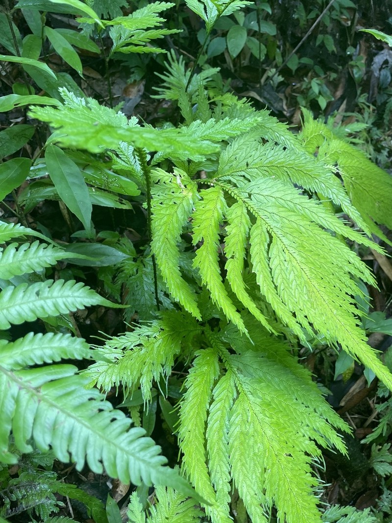 Selaginella oaxacana photo 3