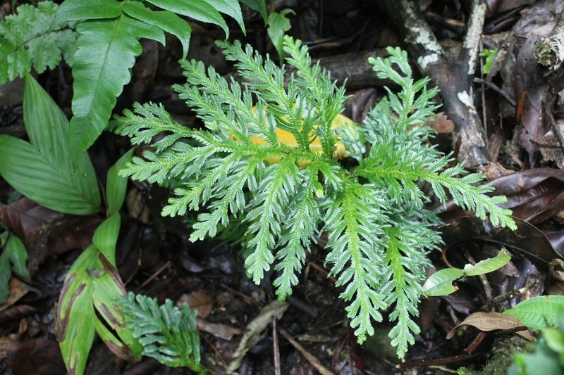 Selaginella oaxacana photo 4