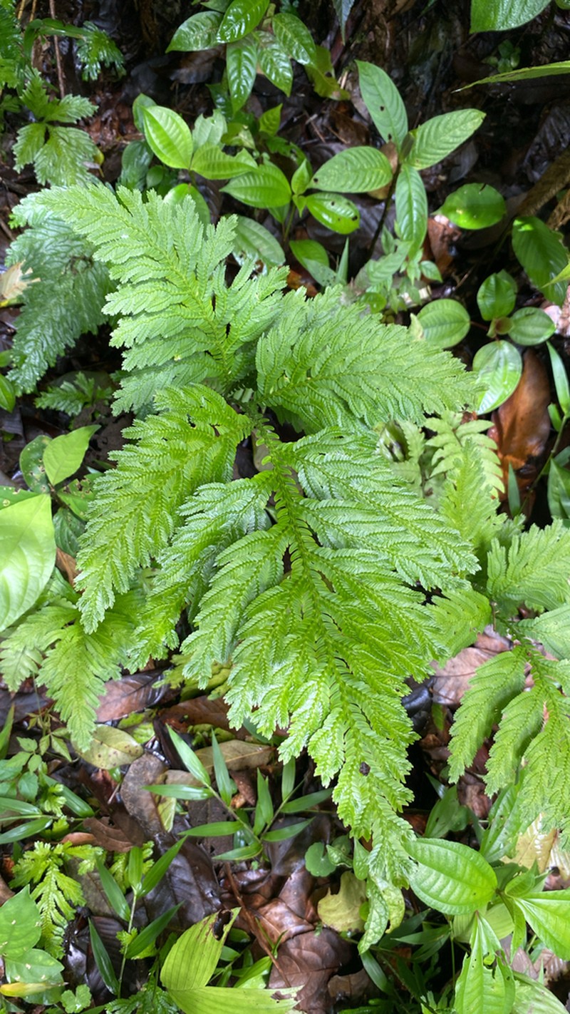 Selaginella oaxacana photo 5