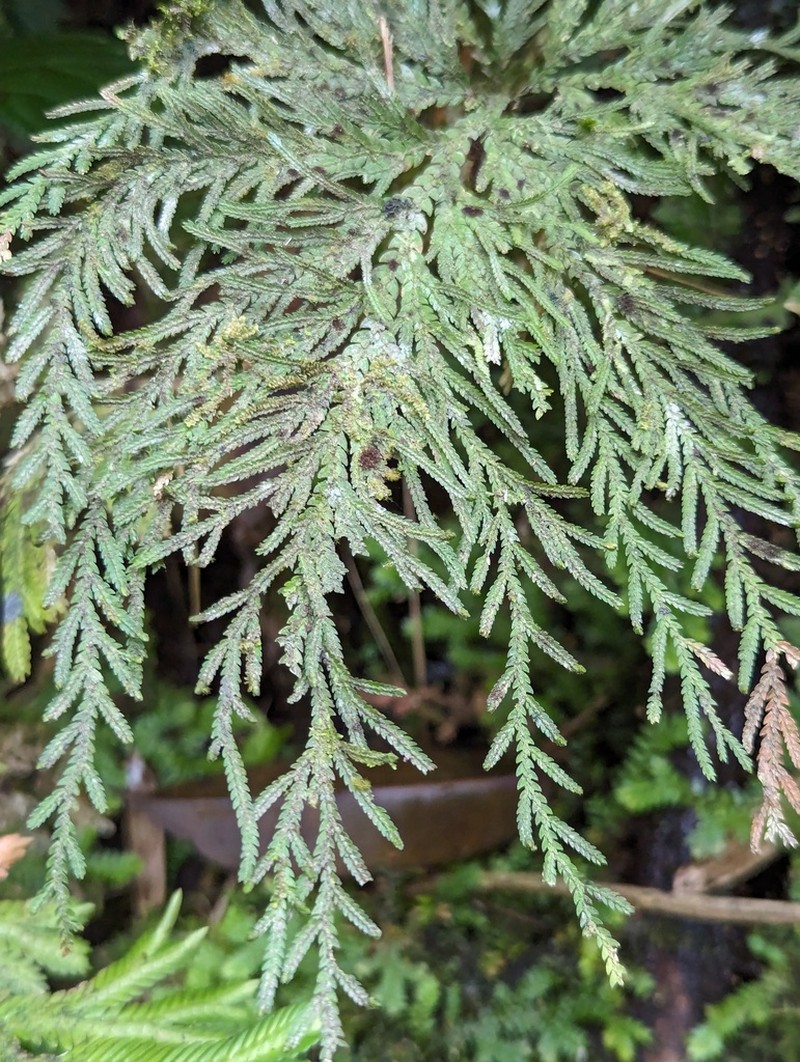 Selaginella oaxacana photo 6