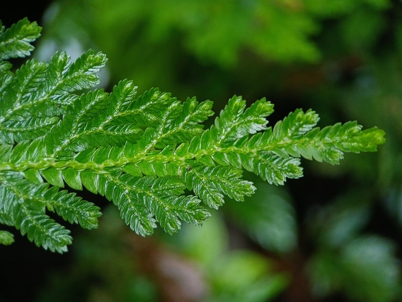 Selaginella oaxacana photo 7