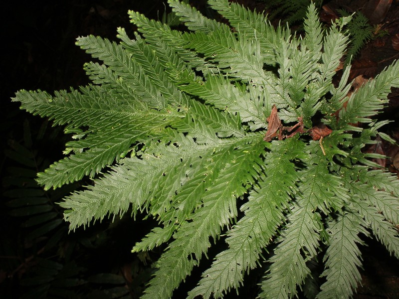 Selaginella oaxacana photo 8