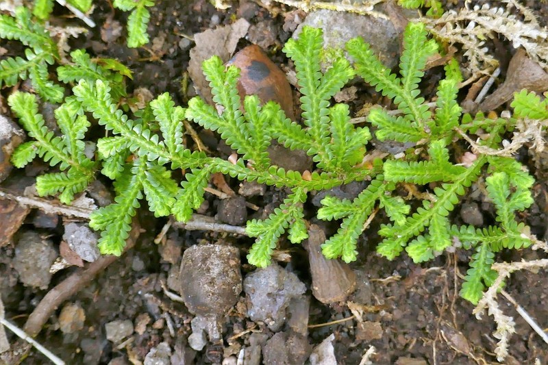 Selaginella obtusa
