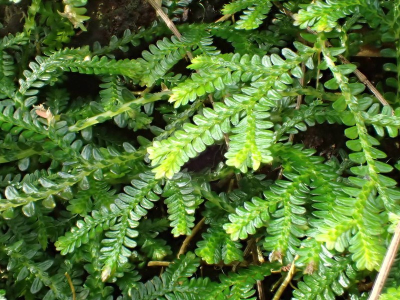 Selaginella obtusa photo 2