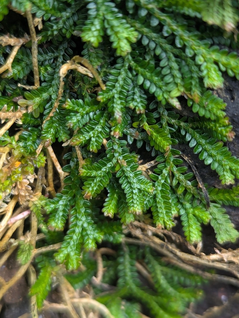 Selaginella obtusa photo 3