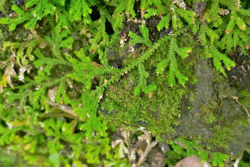Selaginella obtusa photo 4