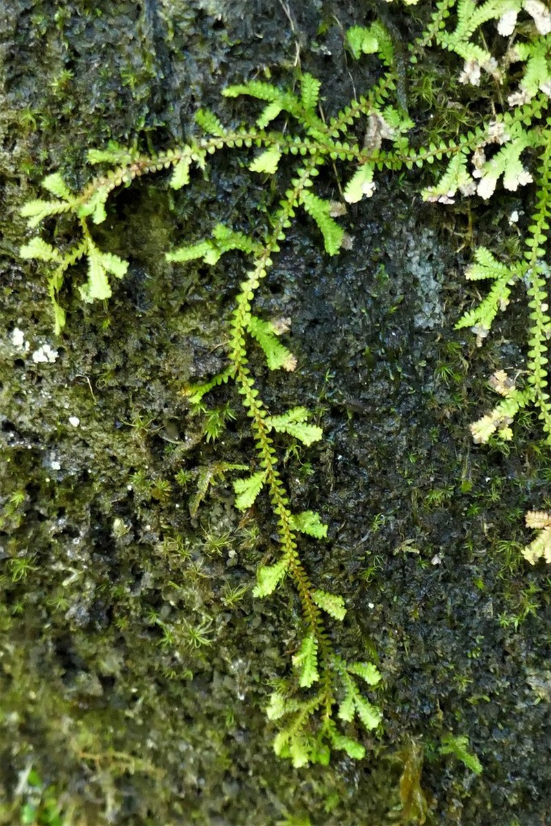 Selaginella obtusa photo 5