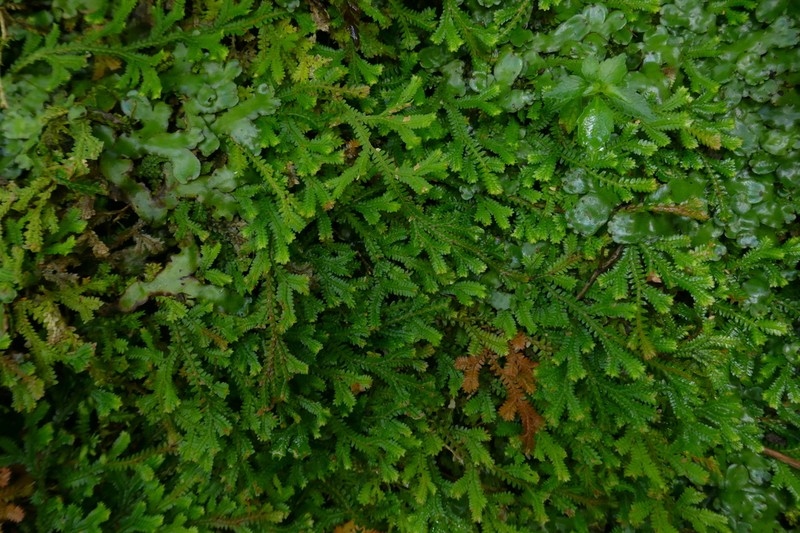 Selaginella obtusa photo 6
