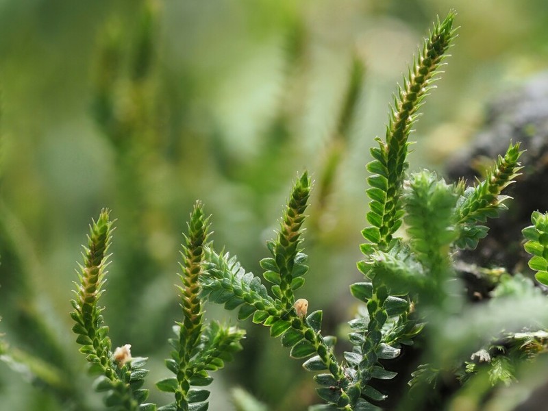 Selaginella obtusa photo 7