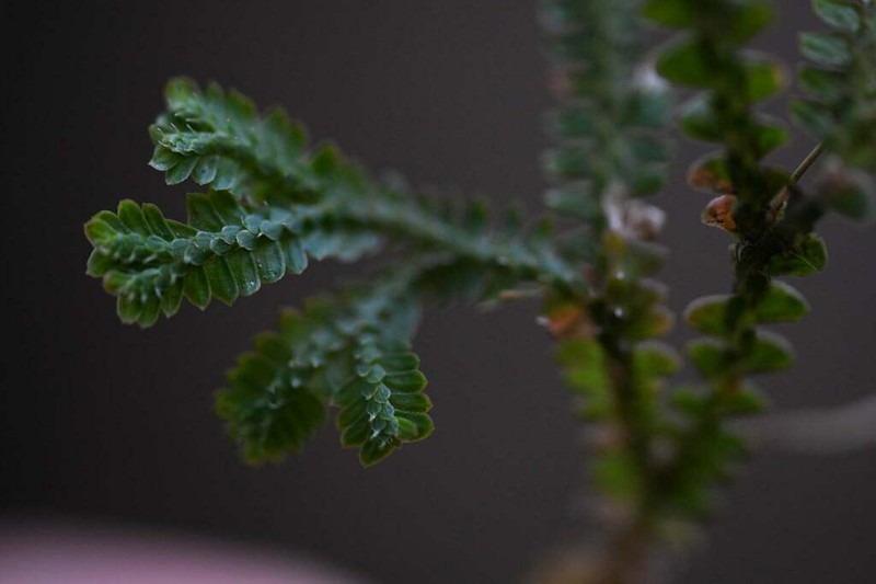 Selaginella obtusa photo 8