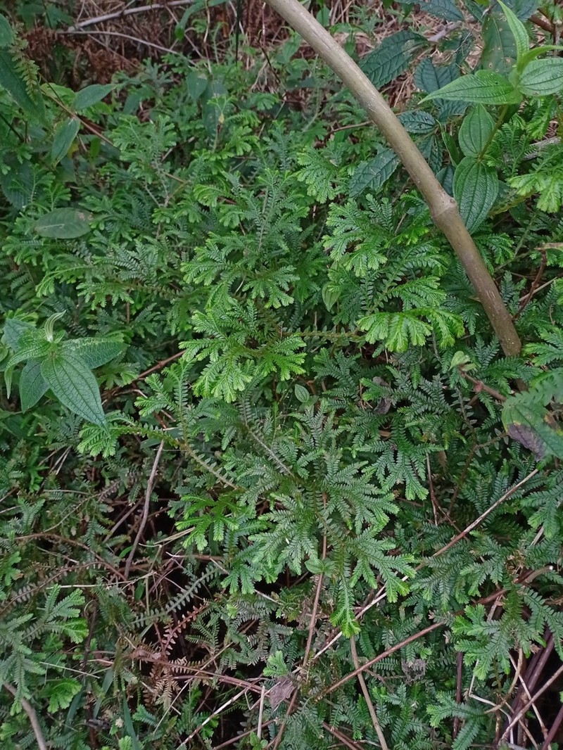 Selaginella opaca photo 2