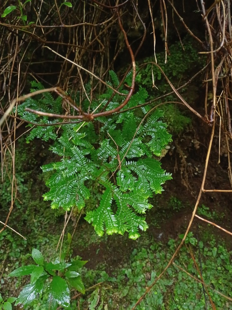 Selaginella opaca photo 3