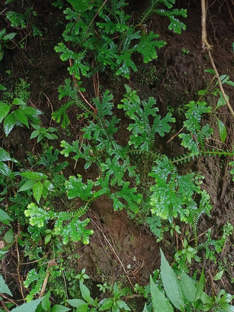 Selaginella opaca photo 4