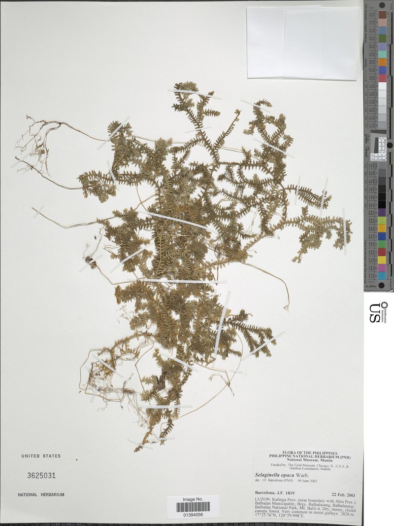 Selaginella opaca photo 5